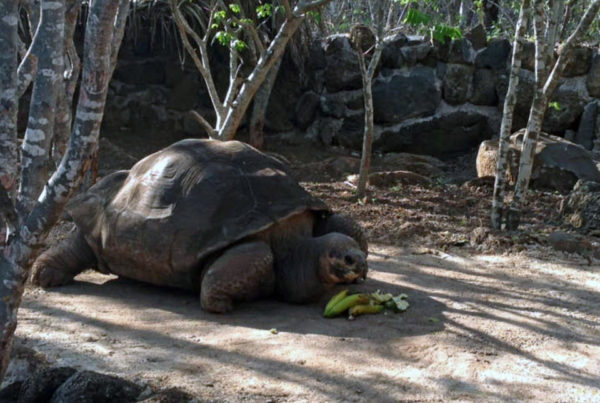 Pepe the Tortoise BellaNaija