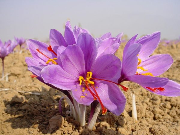 Saffron Farm