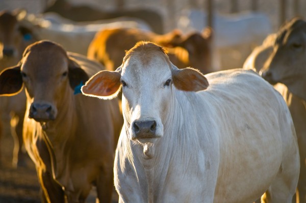 Cattle Rustlers kill 73 Cows in Nasarawa, abduct 2 Children - BellaNaija