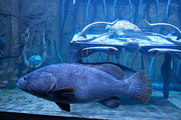 Giant Queensland Grouper