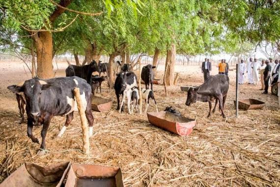 20 reportedly killed in Taraba, with 200 Cows Stolen - BellaNaija