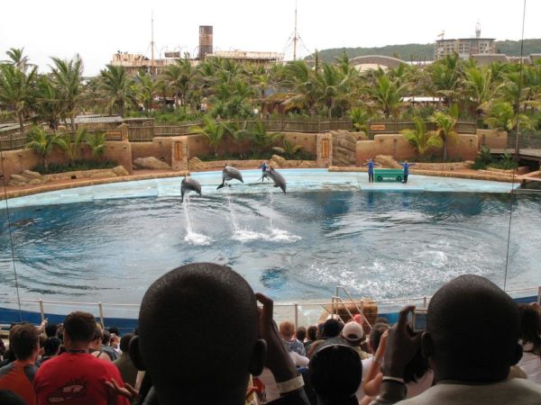 Dolphin show at Ushaka Marine World, Durban