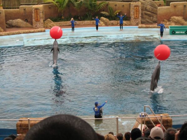Dolphin show, Ushaka Marine World, Durban