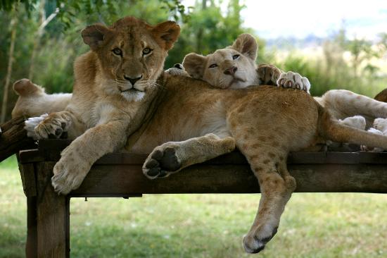 Ibadan Zoo shut down after Lion attacks Man - BellaNaija