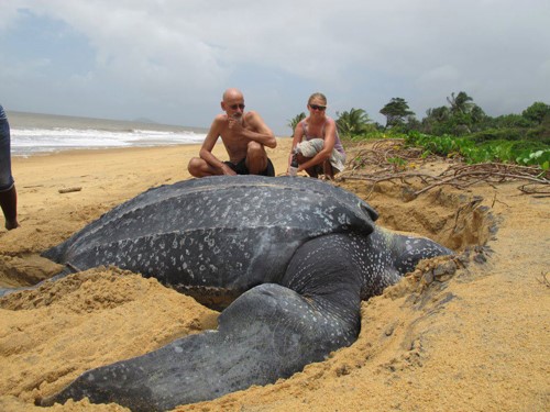 Massive female Leatherback