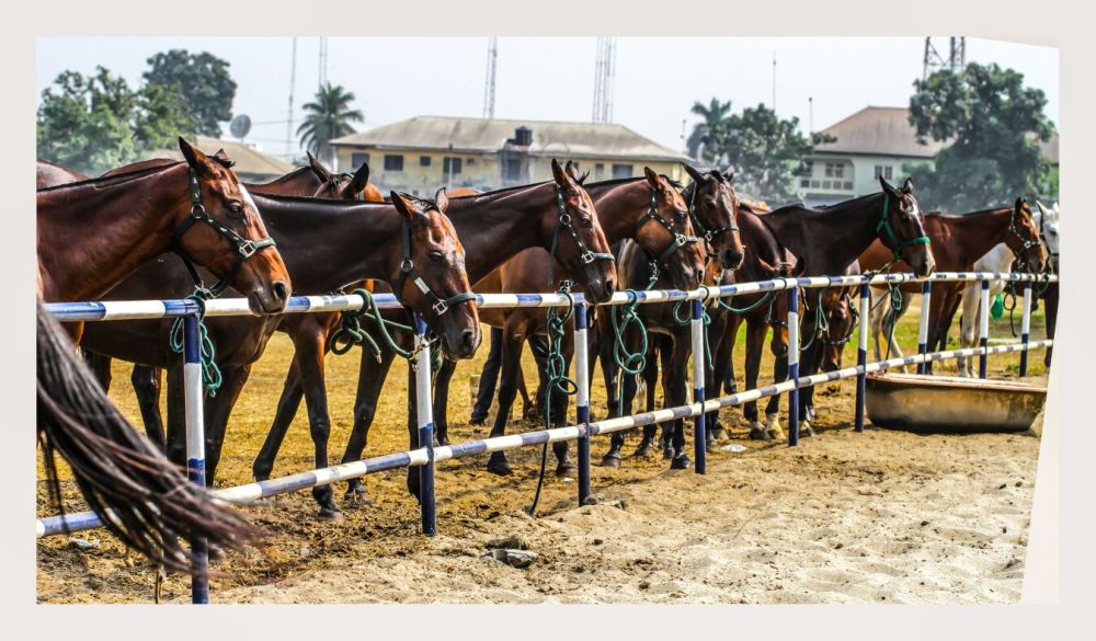 2016 Port Harcourt Polo Tournament Sponsored byStudio 24 - BellaNaija - Januray2016049