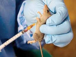 Lassa Fever Rat
