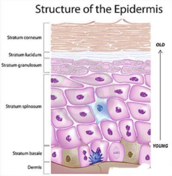 Epidermis