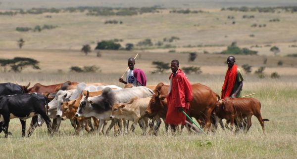 File Photo: Herdsmen