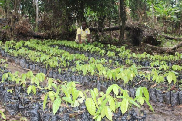 Ooni Unveils One Million Cocoa Trees Nursery