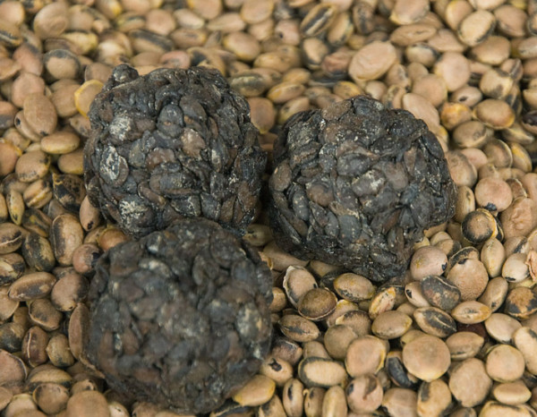 Dietician Says Locust Beans Helps to Improve Sight | BellaNaija