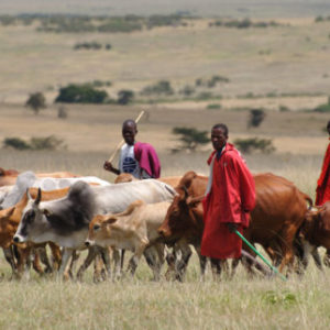 Image result for No Farmer-Herder Clashes When I Was Governor, Fayemi Boasts