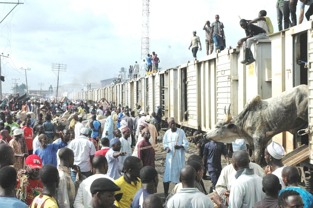 THE ARRIVAL OF CATTLE TRANSPORTED BY RAIL FROM GUSAU ZAMFARA STATE TO LAGOS ON SATURDAY(3/8/16). 6750/3/9/DAP/OTU/NAN