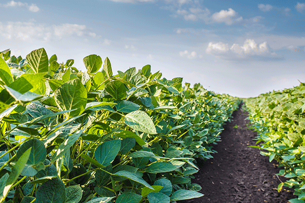 z_0001_Soybean-Field-000044266334_Large