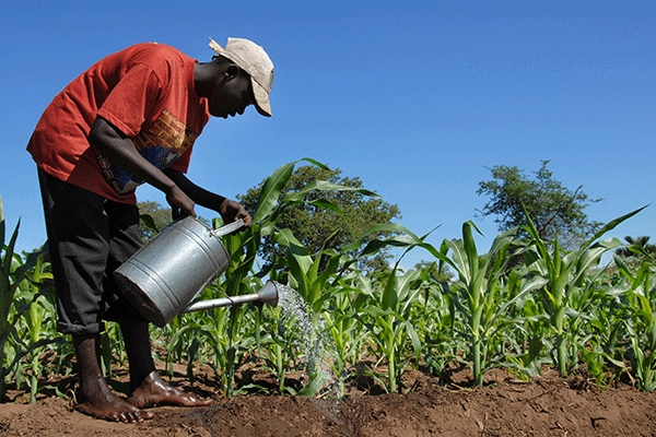 z_0004_African-farmer-000016426956_Large