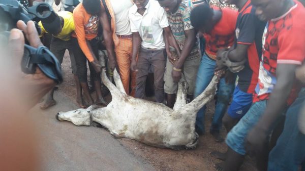 Arrest of Cow in Ekiti