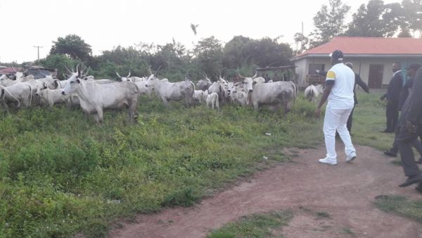 Arrest of Cow in Ekiti2