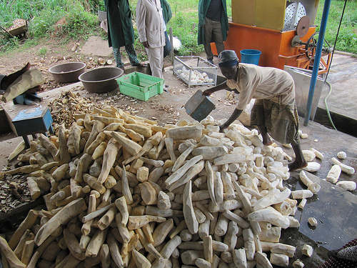 cassava-must-be-well-proccessed-in-a-cassava-mill-before-consumption