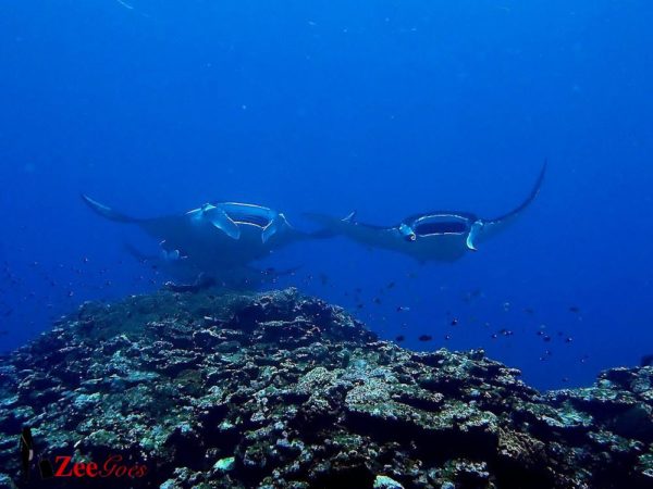 diving_manta_ishigaki