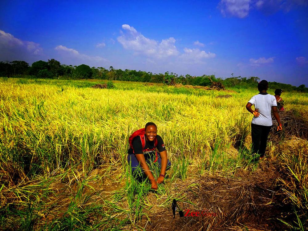 Nigeria becomes Africa's largest producer of Rice - BellaNaija