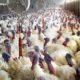 BellaNaija - FG alerts Public on outbreak of Bird Flu in 7 States and FCT