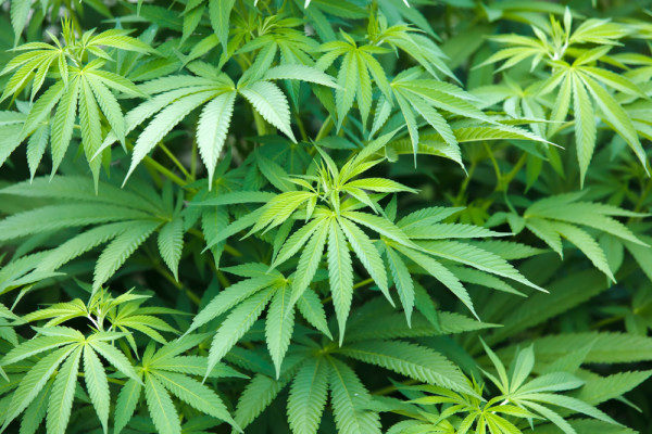 UN says it did not urge Nigeria to legalise Marijuana - BellaNaija