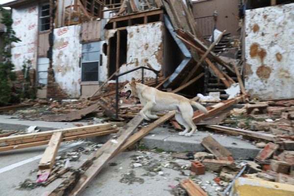 Houston hit by Massive Flood in the wake of Hurricane Harvey - BellaNaija