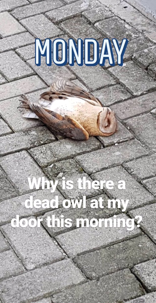 What it means when you wake to find a Dead Owl at your Doorstep