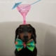 This Adorable Dog in Bowties can Balance almost anything on his Cute Little Head - BellaNaija
