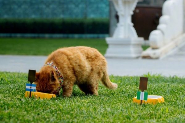 Psychic Cat that Predicted Nigeria's Loss to Argentina dies | BellaNaija