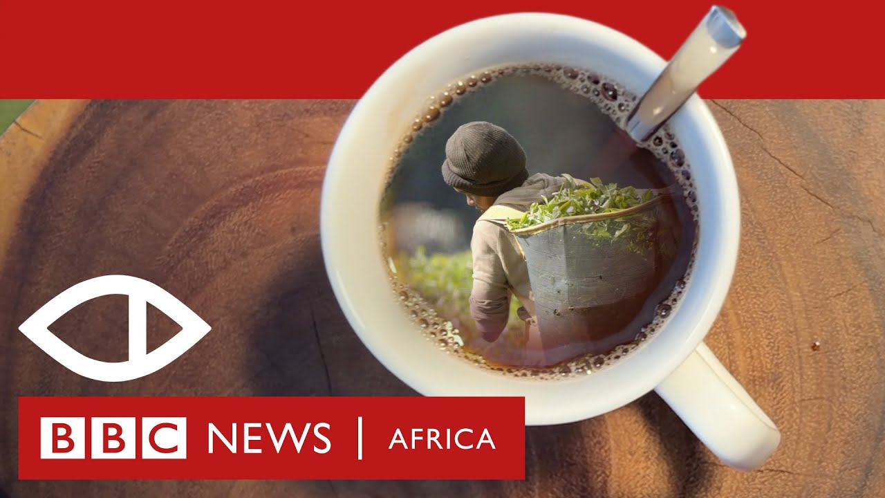 BBC Africa Eyes Latest Investigation Exposes Sexual Abuse on Tea Farms in Kenya BellaNaija