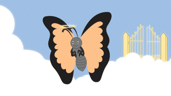 Where Are The Butterflies?