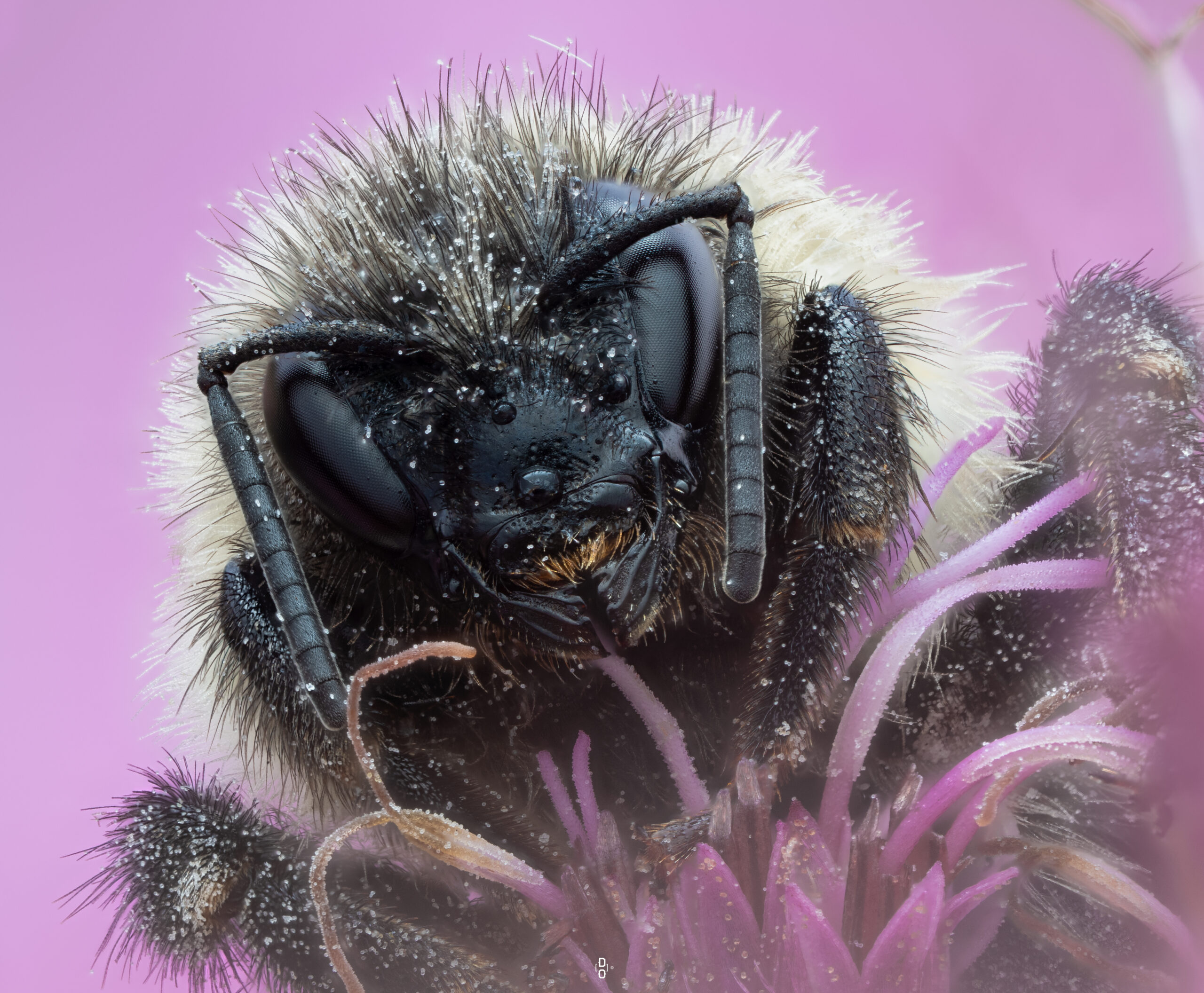 Bumblebee by macro photographer, Dara Ojo
