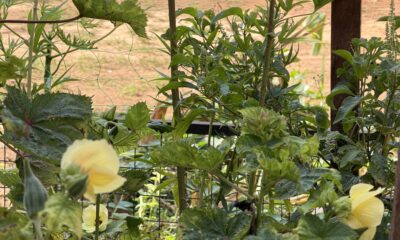 Dayo Akinbode narrates what planting an okra tree taught her about kindness