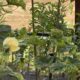 Dayo Akinbode narrates what planting an okra tree taught her about kindness