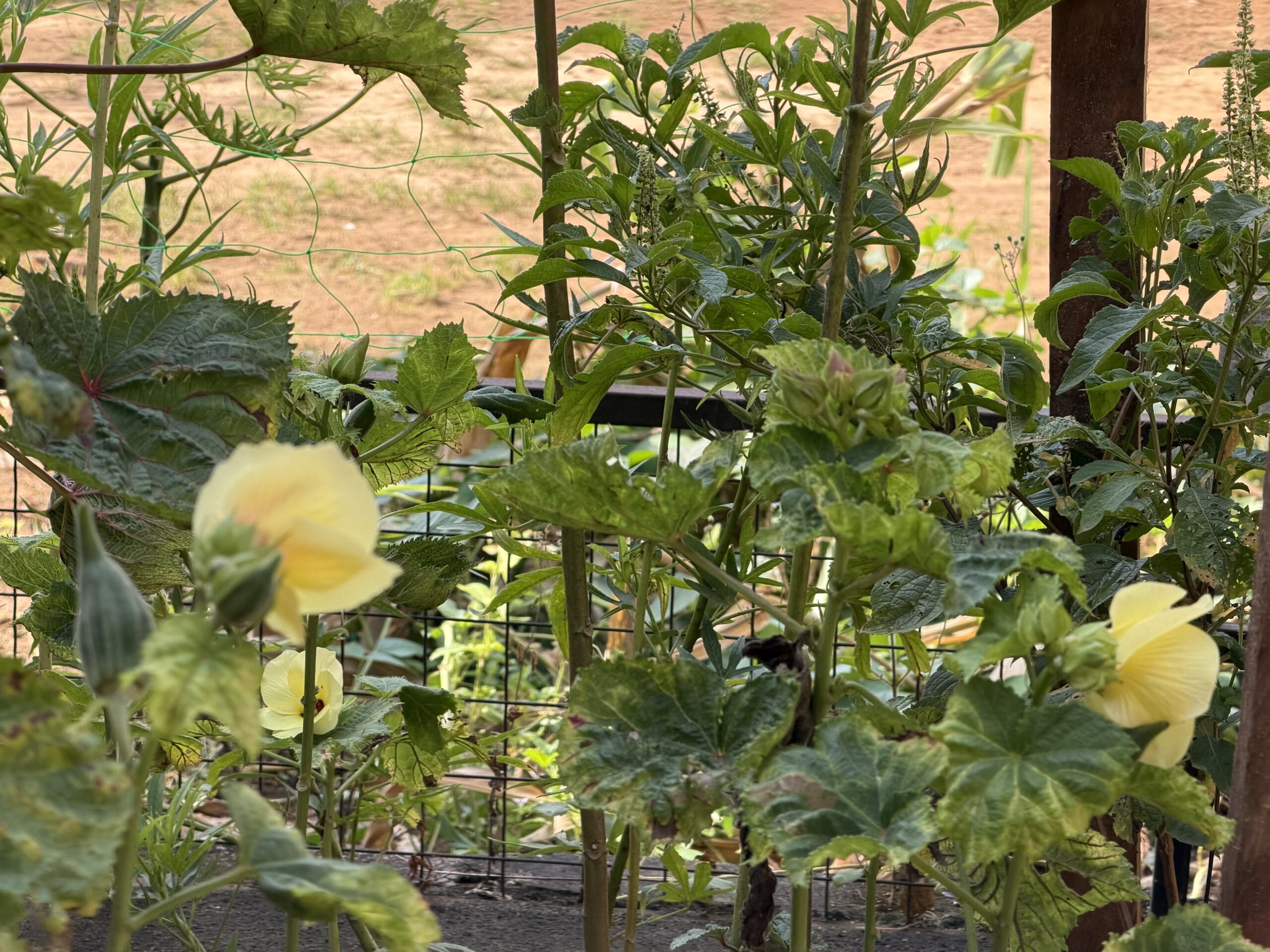 How a Neighbor’s Unasked Okra Planting Taught Me About Kindness