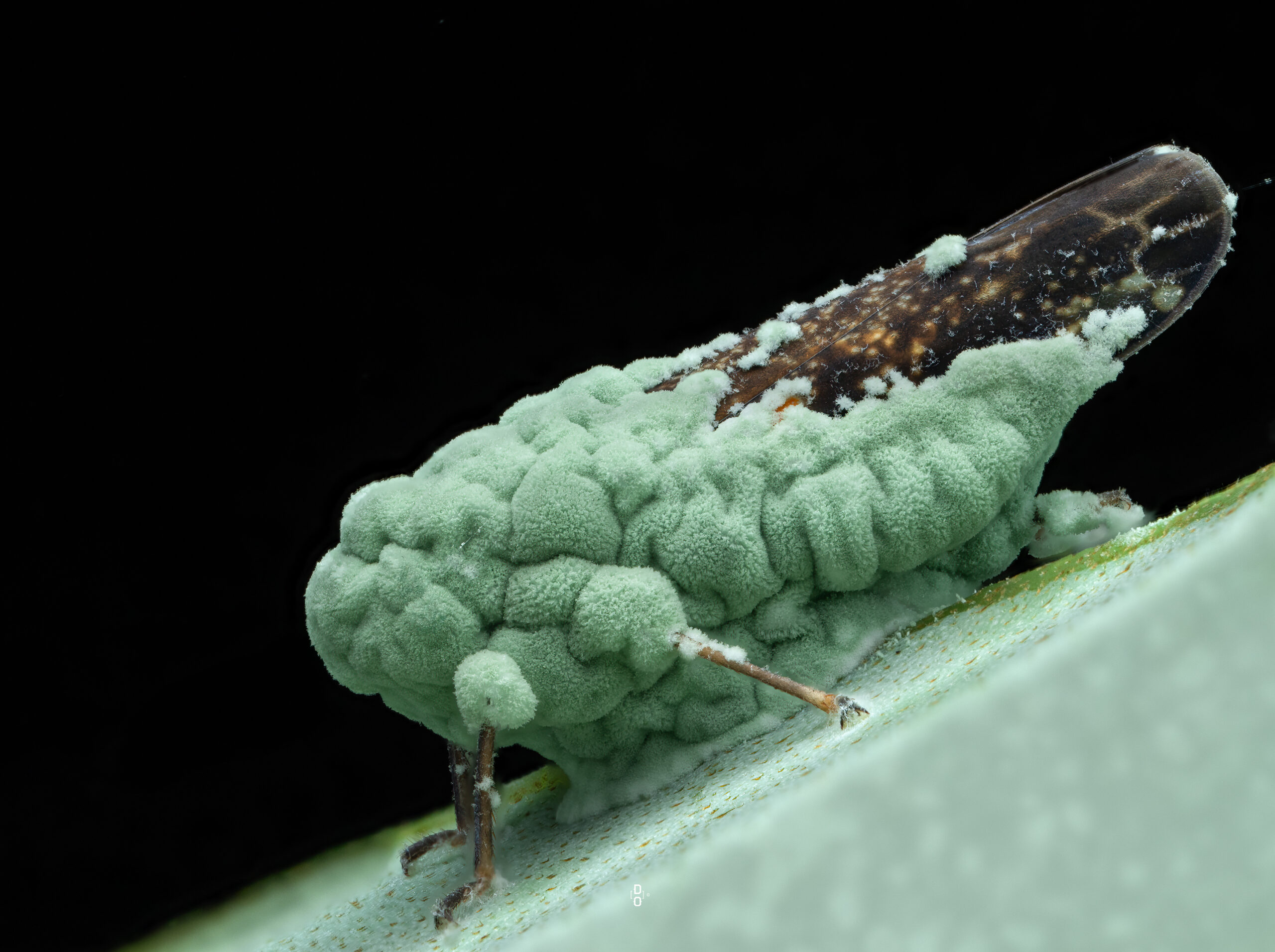 Leafhopper overtaken by Fungi. Photo by Dara Ojo
