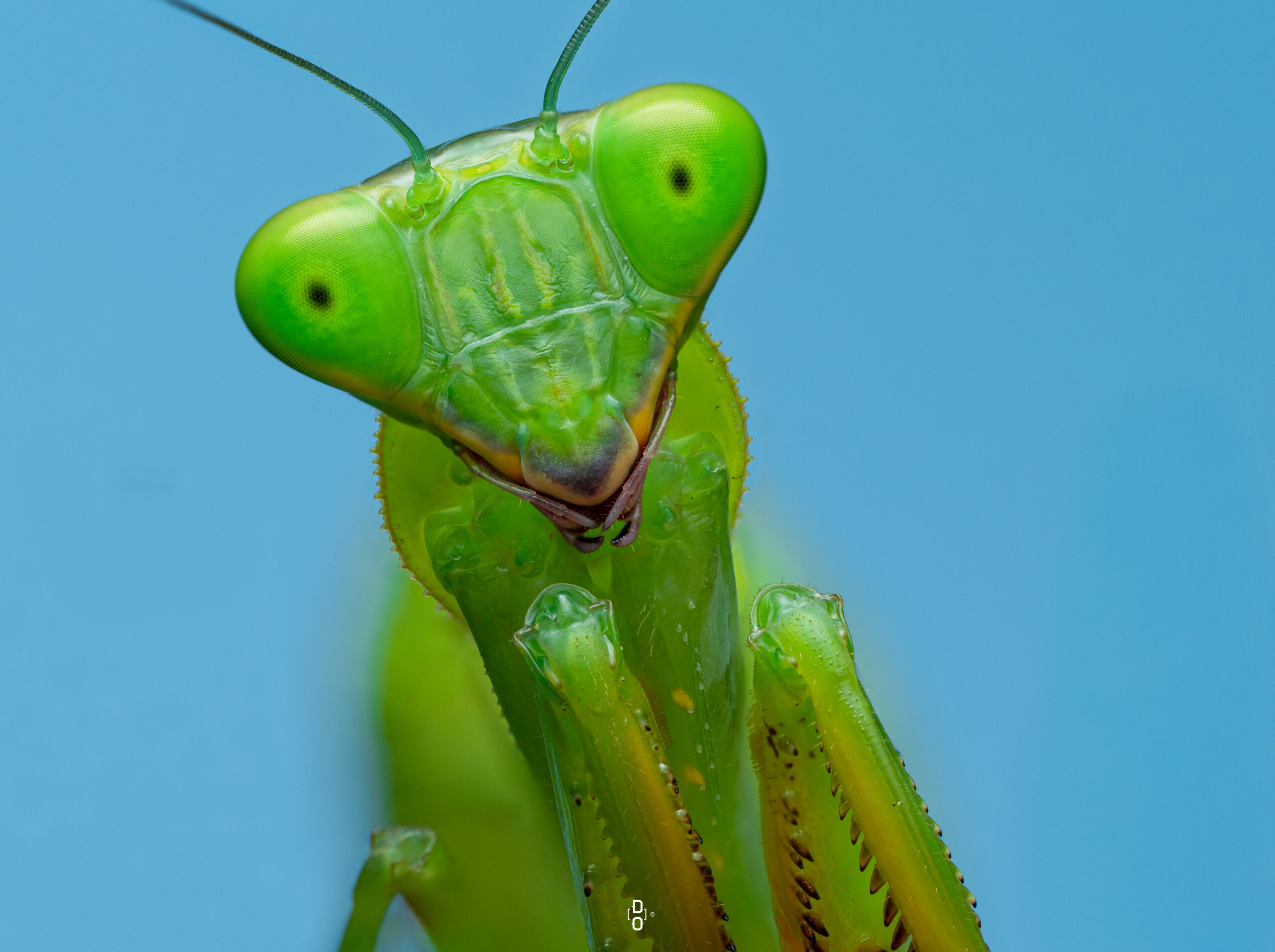 Mantis, by Nigerian macro photographer Dara Ojo