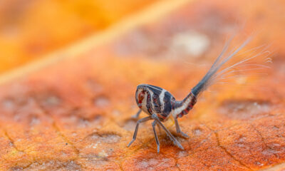 Planthopper Nymph by Nigerian macro photographer Dara Ojo.
