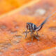 Planthopper Nymph by Nigerian macro photographer Dara Ojo.