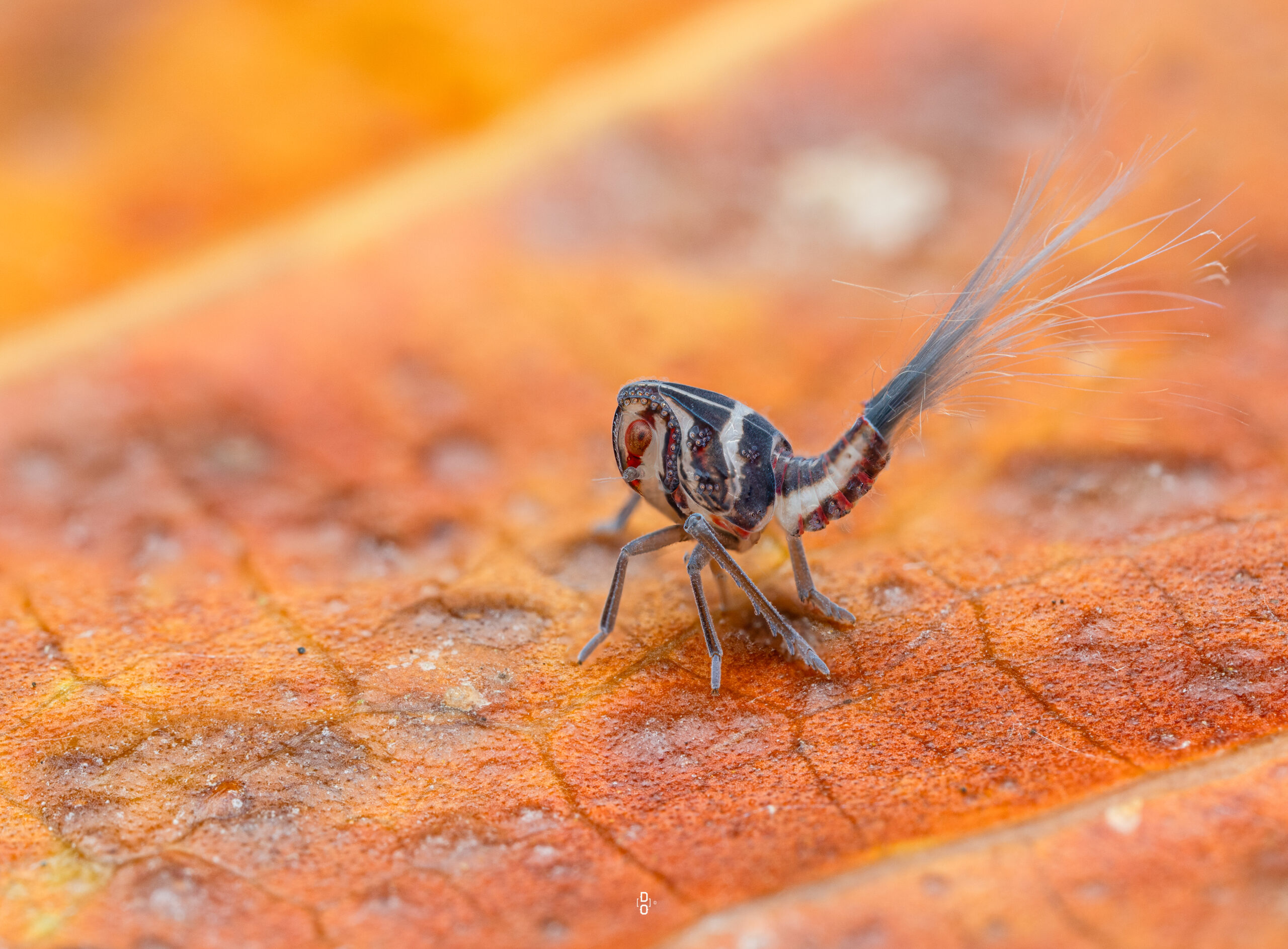 Planthopper Nymph by Nigerian macro photographer Dara Ojo.