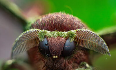 Silkworm Moth by Nigerian macro photographer, Dara Ojo