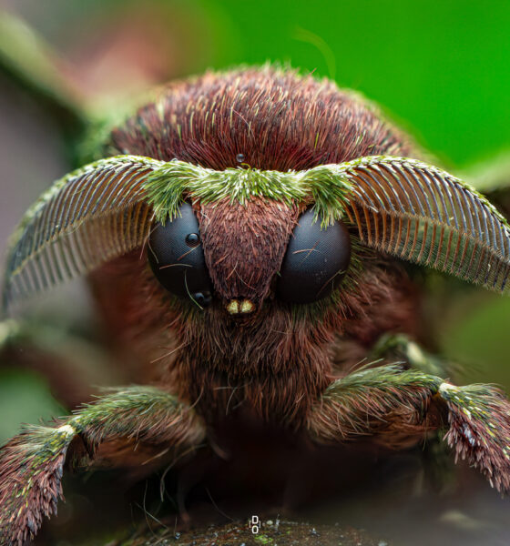 Silkworm Moth by Nigerian macro photographer, Dara Ojo
