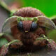 Slikworm Moth by Nigerian macro photographer, Dara Ojo
