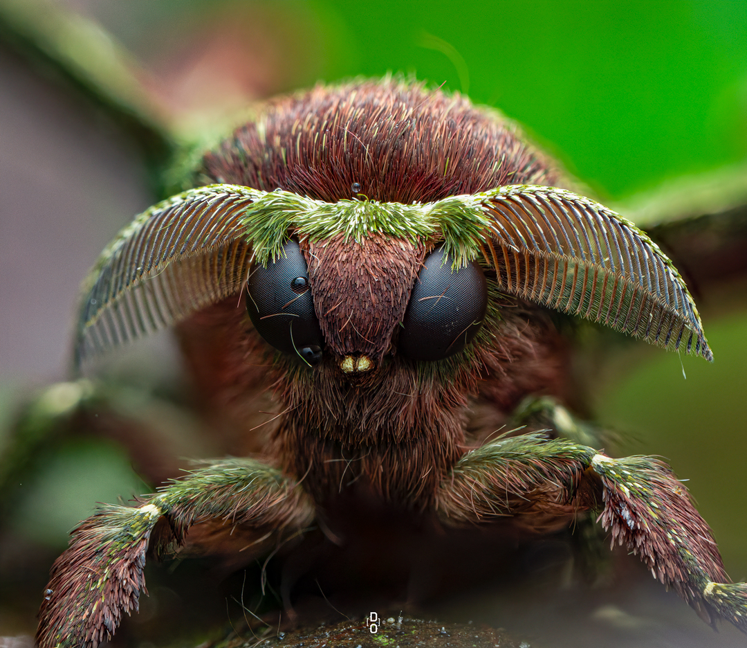 “I Never Really Thought of Insects as Beautiful Creatures or Worth Photographing” – Nigerian Dara Ojo on Becoming a Macro Photographer