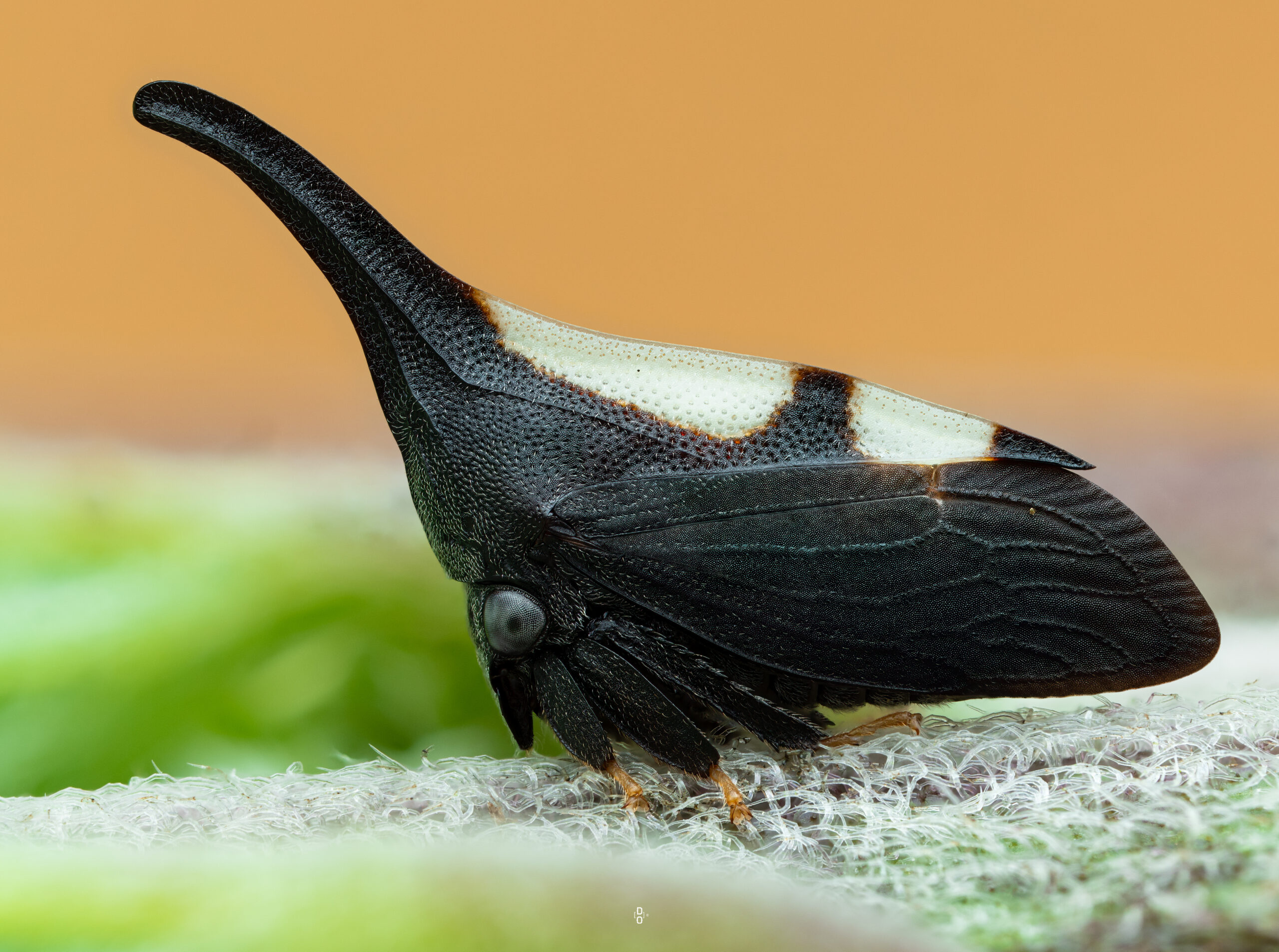 Treehopper by Nigerian macro photographer, Dara Ojo